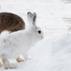 A brown and white snowshoe hare in winter. Photo credit: L.S. Mills research photo, taken by Jaco and Lindsey Barnard